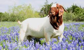 hair goat in bluebonnet